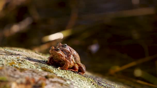 Breeding Frog Couple Sitting Stone Warm Spring Sunlight Water — Stockvideo