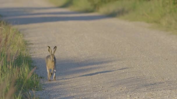 Wild Hare Running Eating Road Slow Motion Big Eyes — ストック動画