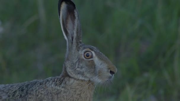 Wild Hare Running Eating Road Slow Motion Big Eyes — Stock videók