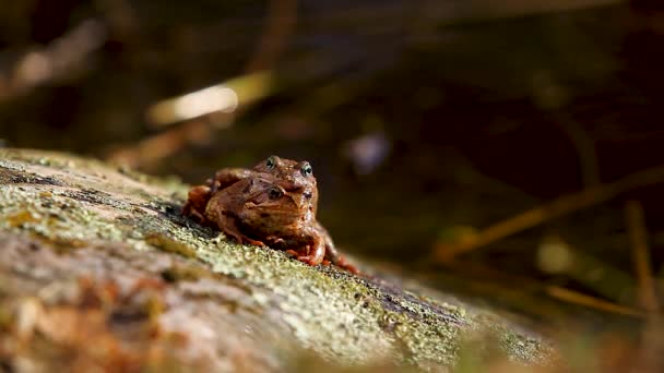 Breeding Frog Couple Sitting Stone Warm Spring Sunlight Water — Αρχείο Βίντεο