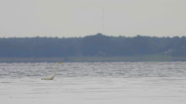 Great White Egret Ardea Alba Hunting Fish Lake Flying Walking — Αρχείο Βίντεο