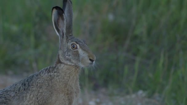 Wild Hare Running Eating Road Slow Motion Big Eyes — 图库视频影像