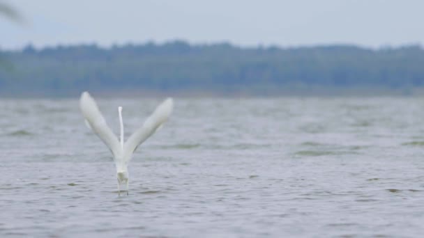 Great White Egret Ardea Alba Hunting Fish Lake Flying Walking — Vídeo de Stock