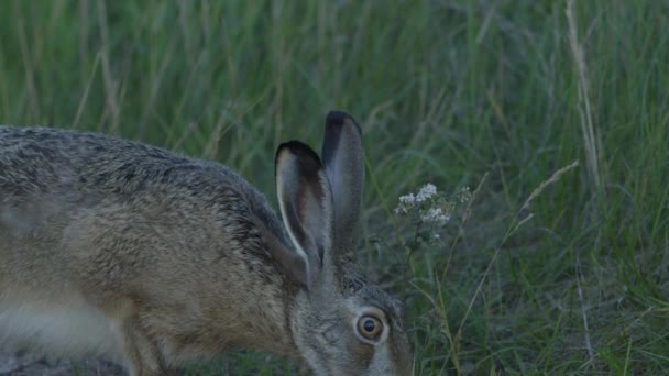 Wild Hare Running Eating Road Slow Motion Big Eyes — 图库视频影像