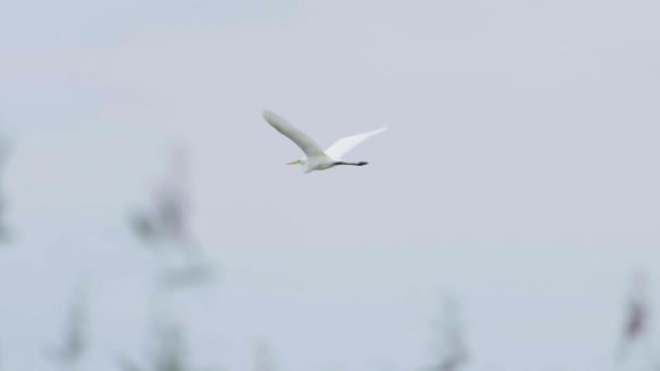 Great White Egret Ardea Alba Hunting Fish Lake Flying Walking — Stock Video