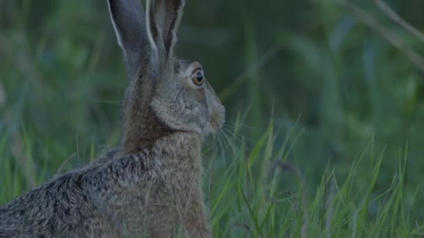 Wild Hare Running Eating Road Slow Motion Big Eyes — 图库视频影像