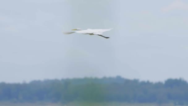 Great White Egret Ardea Alba Hunting Fish Lake Flying Walking — Αρχείο Βίντεο