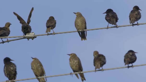 Common Starlings Sitting Wires Slow Motion Sturnus Vulgaris — Stockvideo