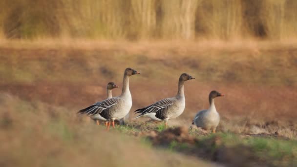 Bean Goose Anser Fabilis Breeding Field Northern Europe — 图库视频影像