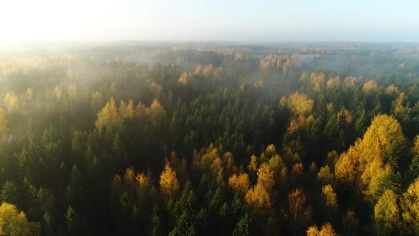 Seasonal Forest Aerial View Fall Early Morning Sunlight Fog — Stockvideo