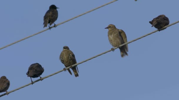 Common Starlings Sitting Wires Slow Motion Sturnus Vulgaris — 图库视频影像