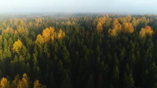 Seasonal Forest Aerial View Fall Early Morning Sunlight Fog — Stockvideo