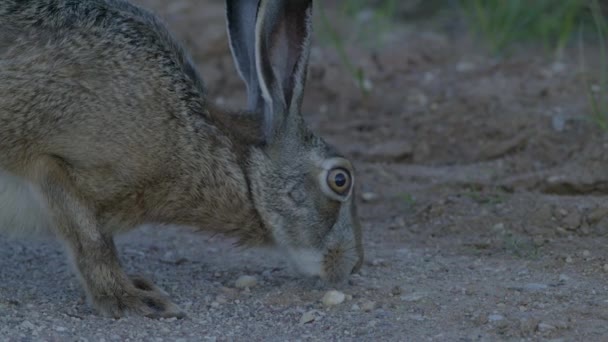 Wild Hare Running Eating Road Slow Motion Big Eyes — 图库视频影像