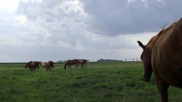 Camera Follows Horse Roams Field — Video Stock