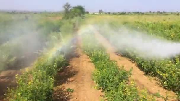 Agricultural Tractor Crop Sprayer Spraying Pesticides Green Gram Plants India — Stockvideo