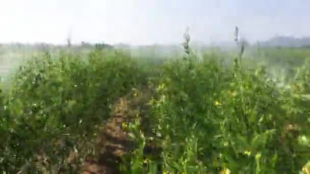 Agricultural Tractor Crop Sprayer Spraying Pesticides Green Gram Plants India — Vídeo de Stock