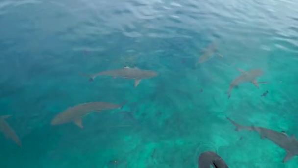 Muchos Tiburones Arrecife Están Nadando Aguas Cristalinas Cerca Embarcadero Dando — Vídeo de stock