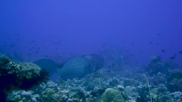 海底でサンゴを食べる大きなバンピー科のオウムの魚の群れです カメラはグループに従い — ストック動画