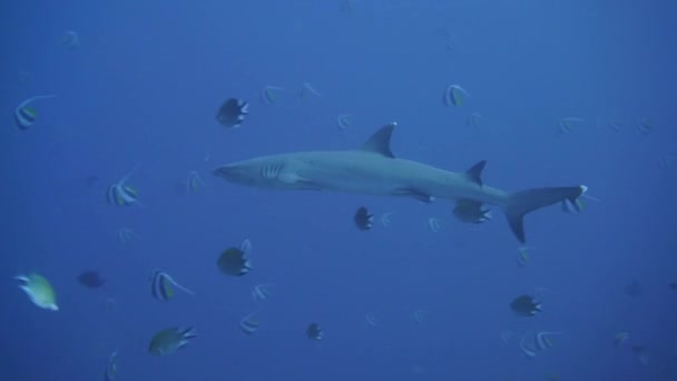 カメラの近くで泳いでいる白いサンゴ礁のサメ — ストック動画