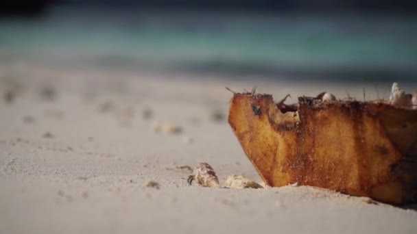 Mały Krab Pustelnik Spaceruje Wzdłuż Dziewiczej Białej Plaży Obok Kokosa — Wideo stockowe