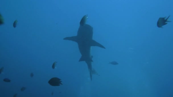 Tubarão Nada Direção Câmera Deslizando Através Corrente — Vídeo de Stock