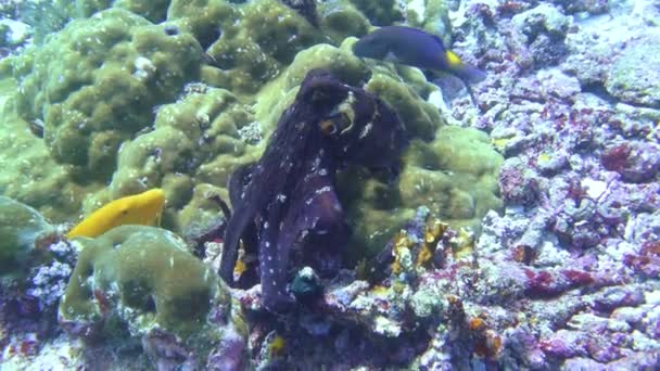 Octopus Some Fish Teaming Hunting Together Find Small Fish Hiding — Stock Video