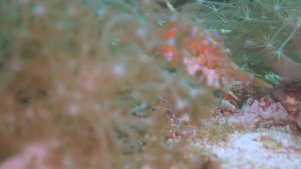 Pesce Mucca Minuscolo Molto Attento Curioso Non Più Grande Che — Video Stock