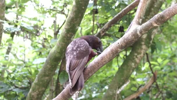 Oiseau Kaka Sur Une Branche Arbre — Video