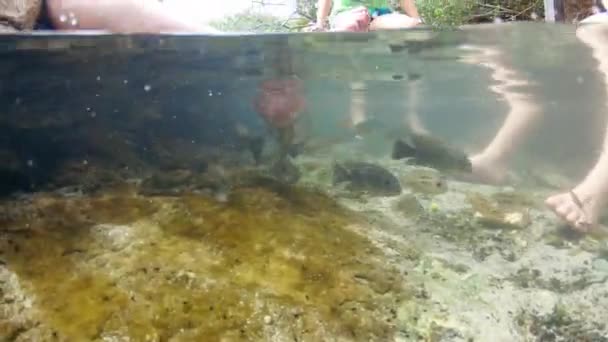 Eine Gruppe Von Menschen Erhält Eine Fisch Pediküre Einem Natürlichen — Stockvideo