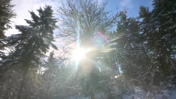 Naturaleza Cubierta Con Una Cubierta Nieve — Vídeo de stock