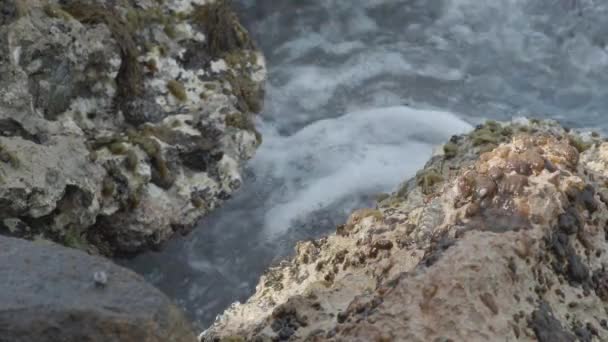 Sally Lightfoot Crab Walks Rocky Shore Aruba — Stock Video