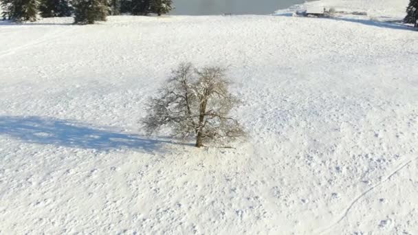 雪に覆われた風景のアリエル映像 — ストック動画