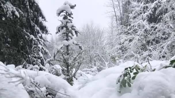 Природа Покрыта Снегом — стоковое видео