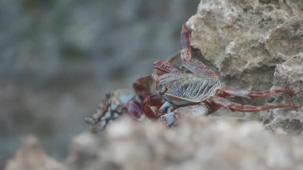 Sally Lightfoot Crab Atravessa Costa Rochosa Enquanto Ondas Caem Uma — Vídeo de Stock