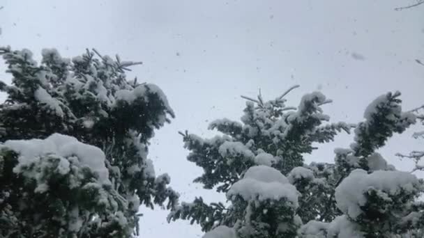 Naturaleza Cubierta Con Una Cubierta Nieve — Vídeos de Stock