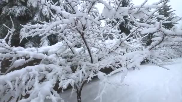 Природа Покрита Обкладинці Снігу — стокове відео