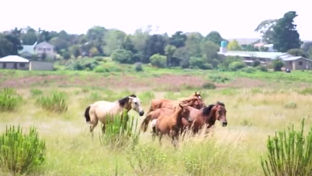 Tarlada Koşan Atlar — Stok video