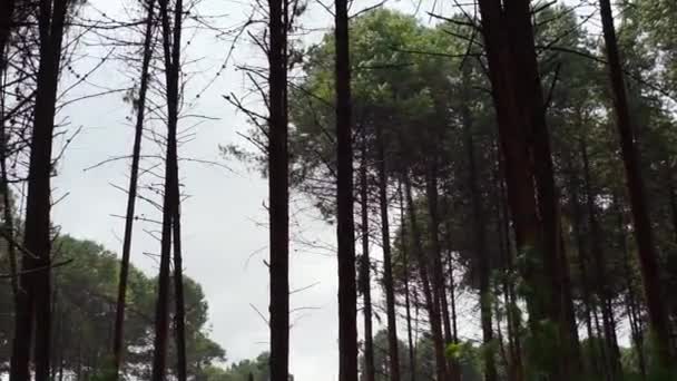 Cortar Árbol Que Cae Suelo Bosque — Vídeos de Stock