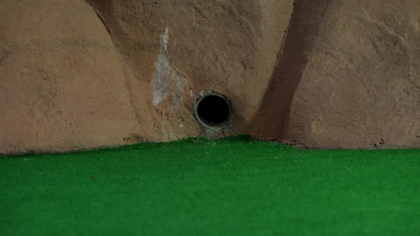 Una Pallina Mini Golf Arancione Esce Tubo Muro Rotola Manca — Video Stock