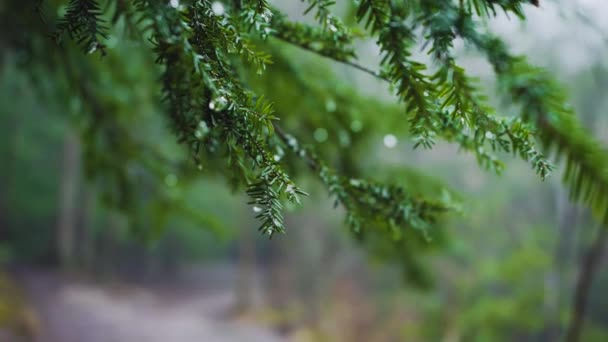 木の葉から落ちる雨滴の動きが遅い — ストック動画