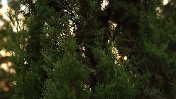 Pan Skott Cupressus Makrocarpa Träd Vid Solnedgången Grunt Dof — Stockvideo