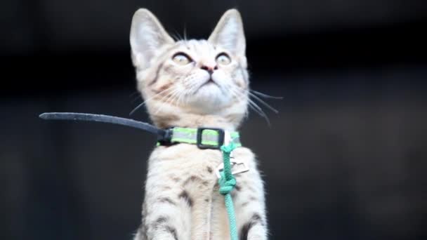 Sevimli Tetikte Gri Kedi Yavrusu Gördüklerini Takip Ederek Başını Aşağı — Stok video