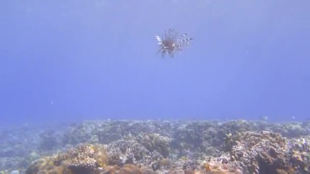 Peixe Leão Solitário Está Nadando Água Sol Está Brilhando Sobre — Vídeo de Stock