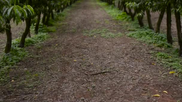 Aufwärts Pfanne Von Pfirsichbaum Obstgarten — Stockvideo