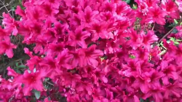 Een Bloeiende Paarse Roze Magenta Rhododendron Struik Nationale Bloem Van — Stockvideo