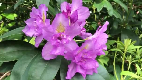 Een Bloeiende Paarse Gele Rhododendron Struik Nationale Bloem Van Nepal — Stockvideo