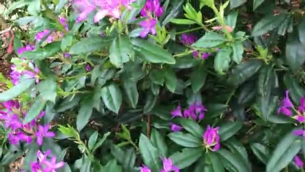 Ein Blühender Lila Weißer Und Gelber Rhododendron Strauch Nationalblume Nepals — Stockvideo