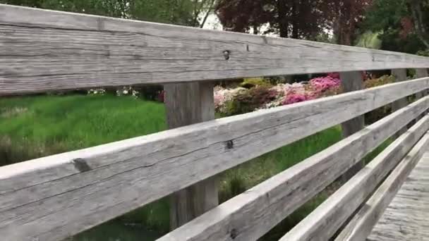 Wandelen Een Versleten Houten Brug Met Uitzicht Veel Bloeiende Rhododendron — Stockvideo