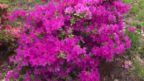 Rhododendron Flowering Shrubs Trees Bushes Full Bloom Spring National Flower — Stockvideo