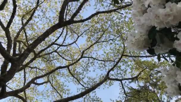 Rododendron Bloeiende Struiken Bomen Struiken Volle Bloei Het Voorjaar National — Stockvideo